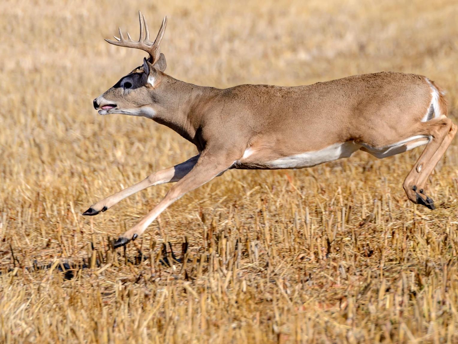 Whitetail