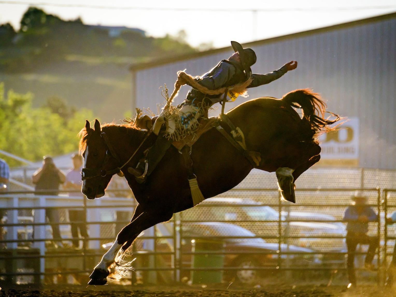 Reiter auf einem Bucking Bronco beim Casey Tibbs Rodeo
