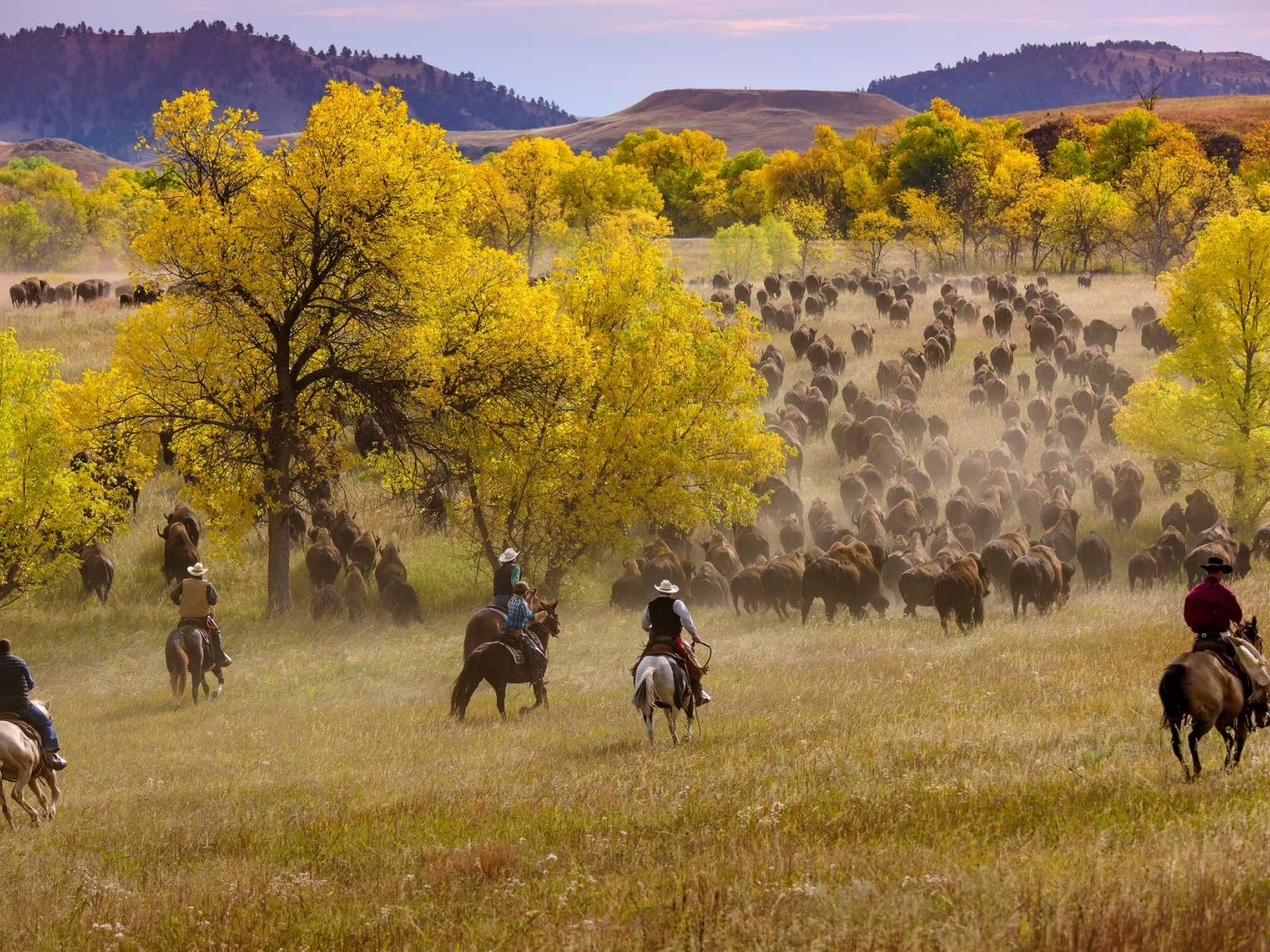 Cowpokes herd more than 1,000 bison at Custer State Park during the annual Buffalo Roundup.
