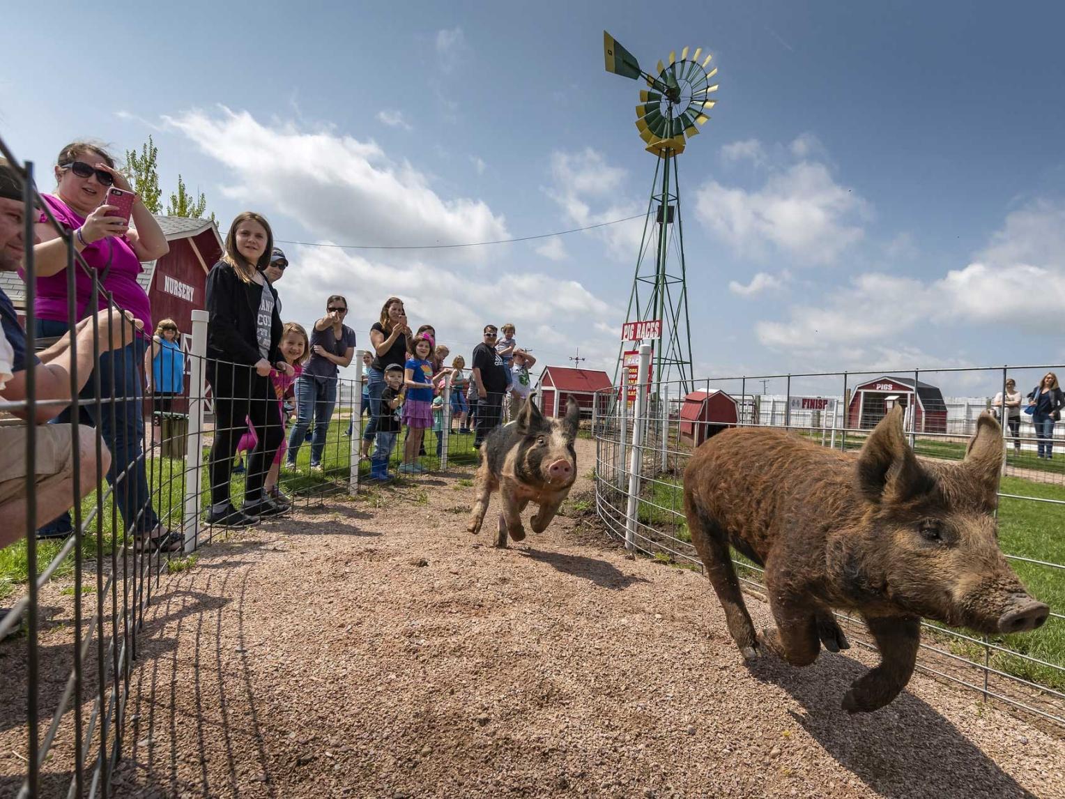 Pig races at Old McDonald's Farm