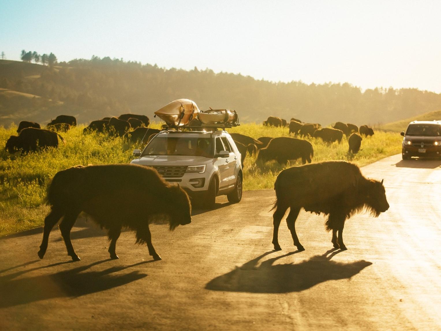 Custer State Park Road Trip
