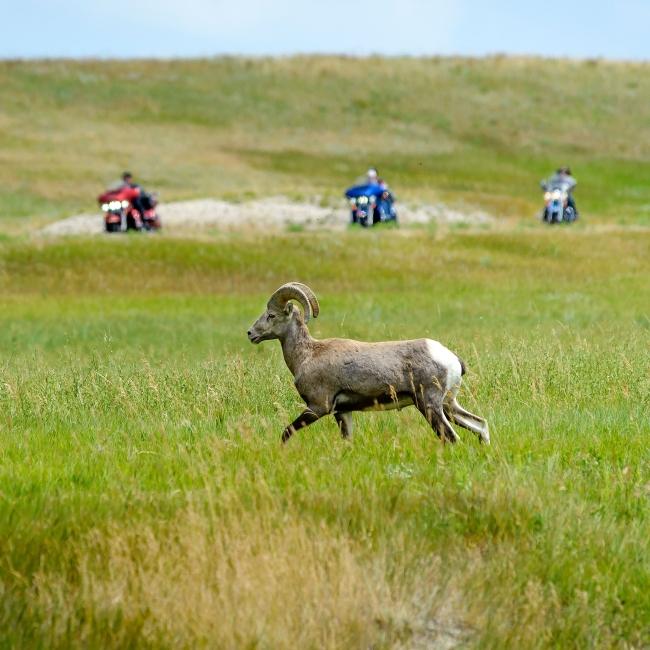 Bighorn Sheep and Motorcycles Badlands Loop Scenic Byway