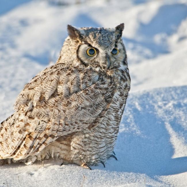 Snow Owl
