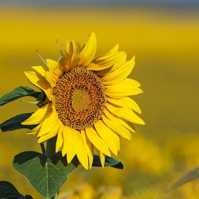 Close up of Sunflower