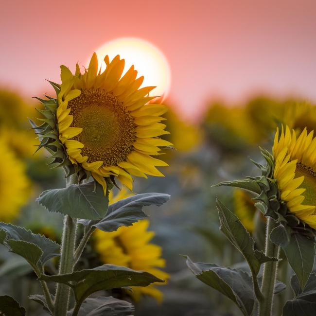 Sunflower Sunset