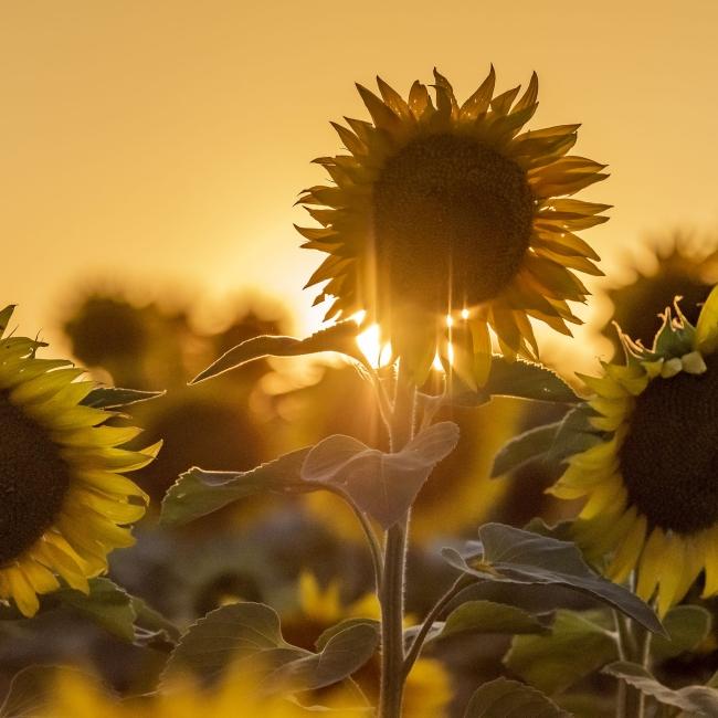 Sunflowers