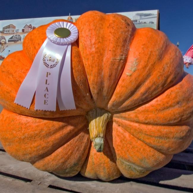 Webster Pumpkin Festival 3rd Place