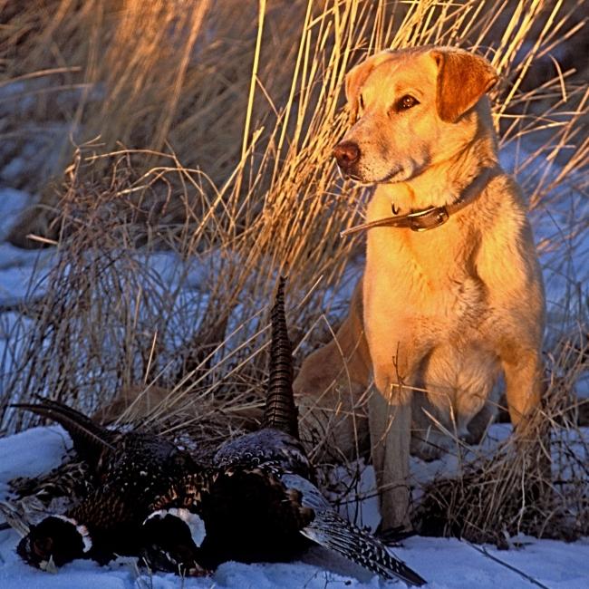 Pheasant Dog