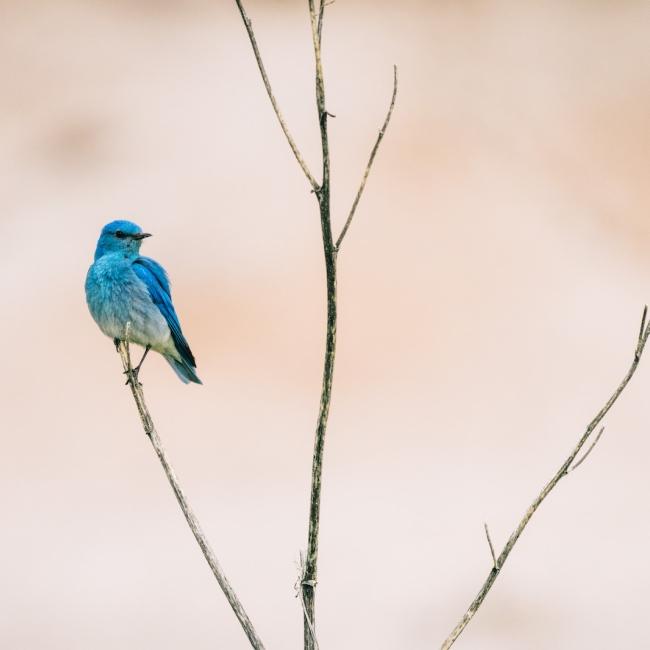 Blue Bird in Badlands National Park