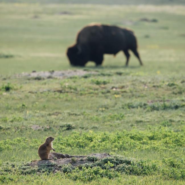 Prairie Dog and Bison at Custer State Park