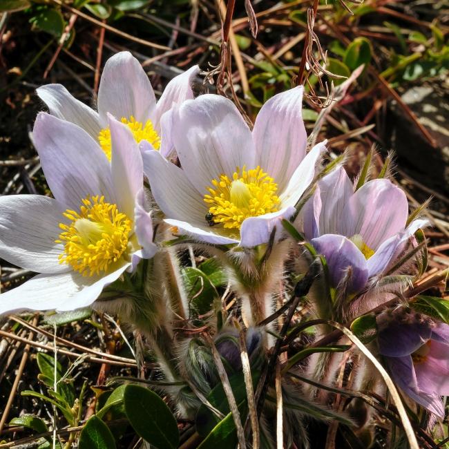 pasque flowers