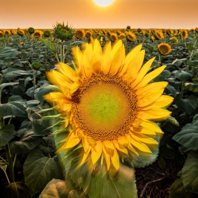 South Dakota sunflower field