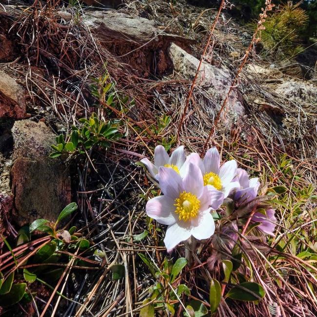Pasque Flowers in Stratobowl National Forest