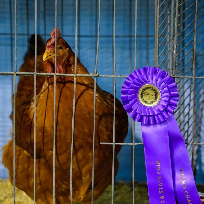 State Fair Chicken