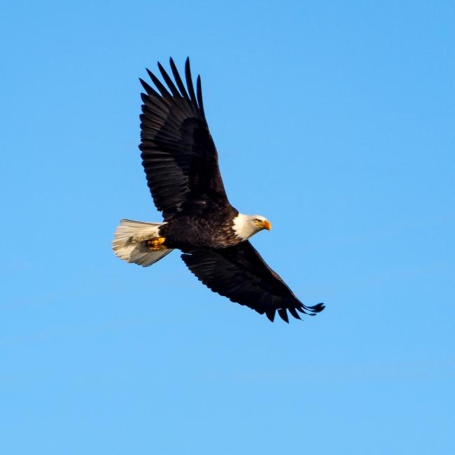 Bald Eagle Flying
