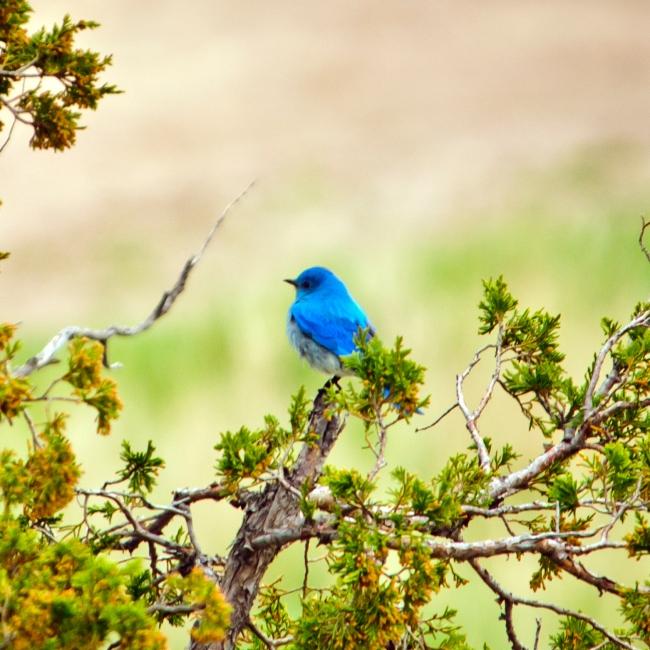 Bluebird South Dakota