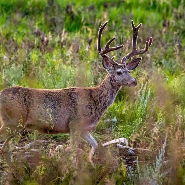 Mule Deer