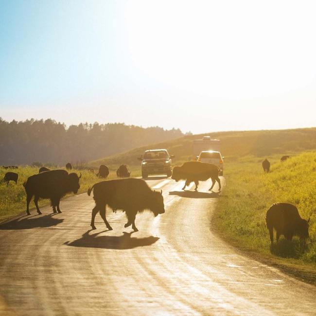 Wildlife Loop Road
