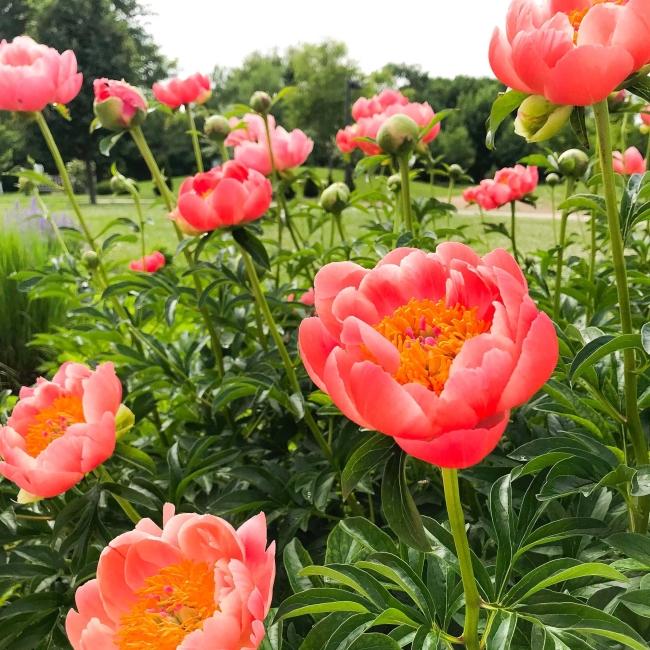 Tulips in the Brookings Area