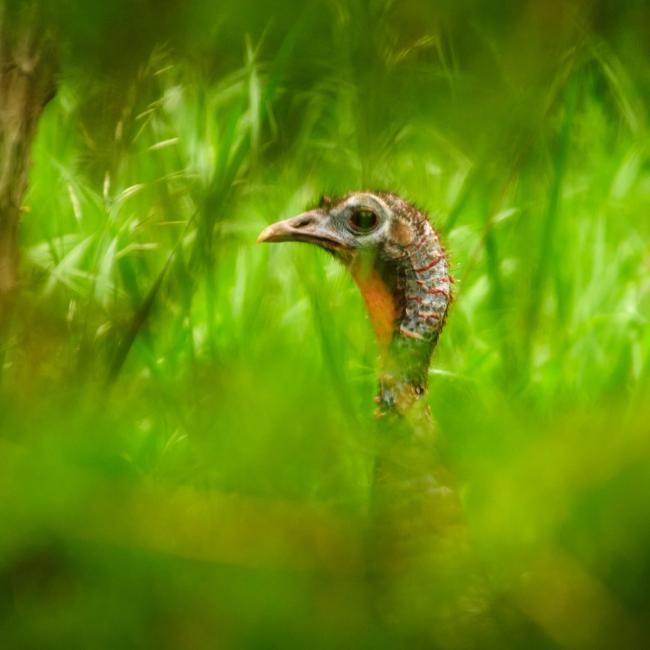 Wild turkey in tall grass
