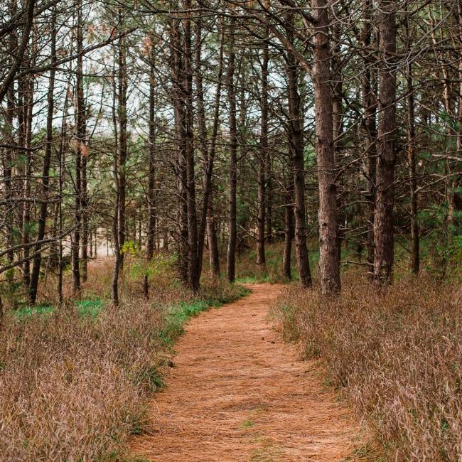 Forest trail