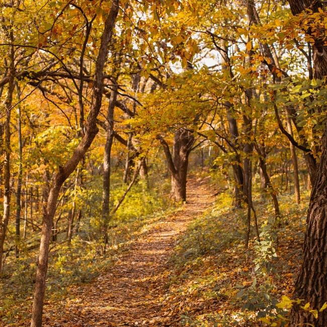 Newton Hills hiking trail in fall
