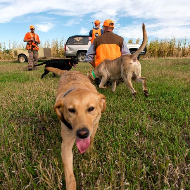 A hunting dog walks toward the camera in a field in South Dakota with other hunters and dogs in the background.
