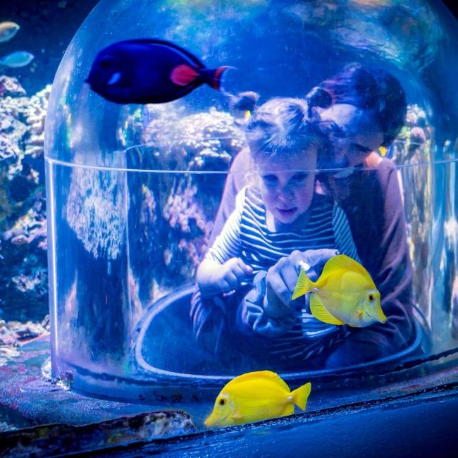 Butterfly House & Aquarium