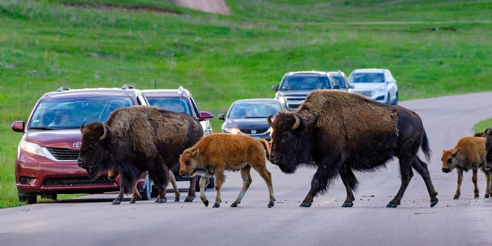 Bison in Custer State Park