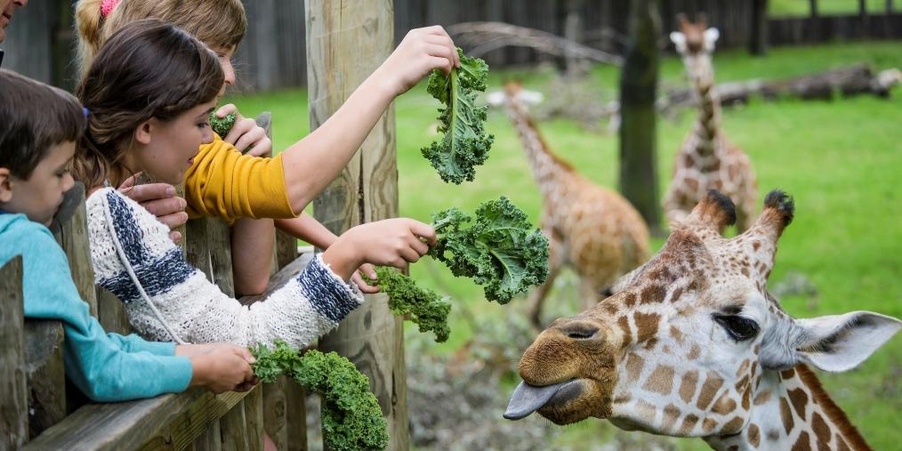 great plains zoo giraffe