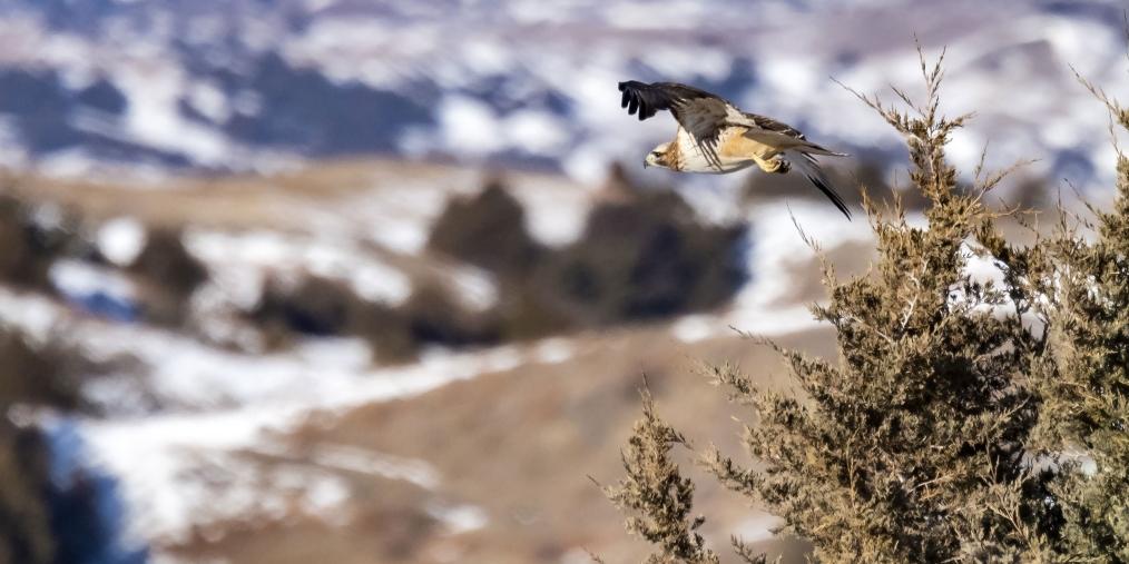 Landscape Hawk