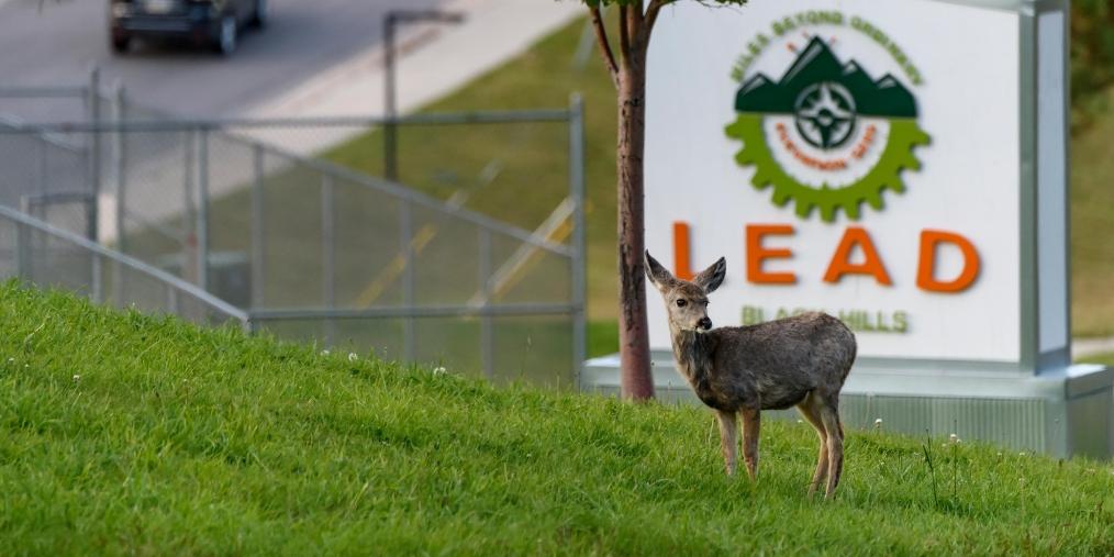 Deer in front of Lead Sign