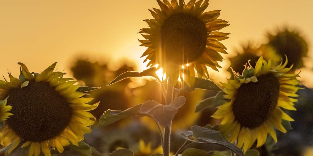 Sunflowers