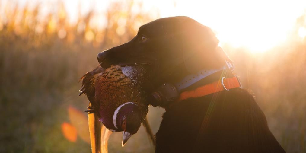 Gundog with Pheasant