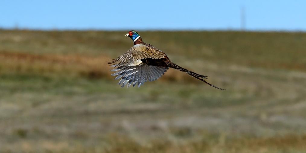 Pheasant Flying