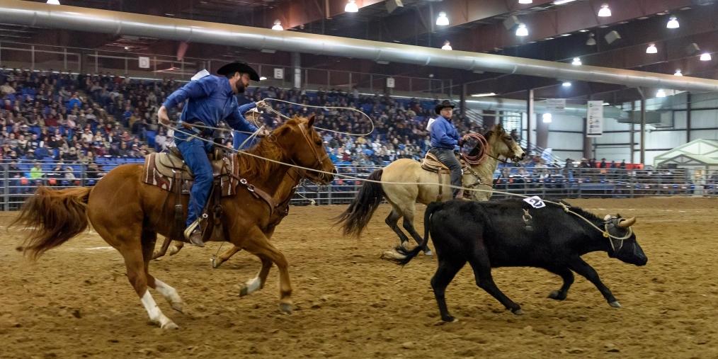 Black Hills Stock Show