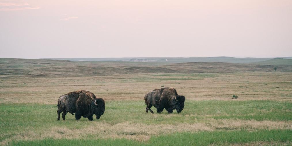 Bison in the Badlands