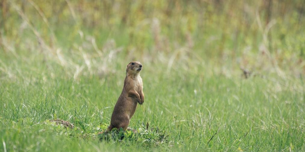 Prairie Dog at Custer State Park