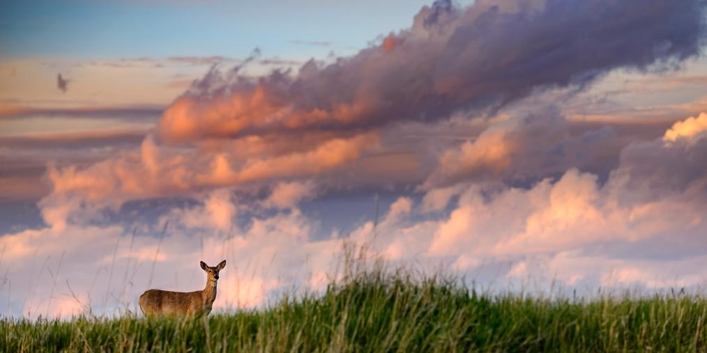 South Dakota prairie