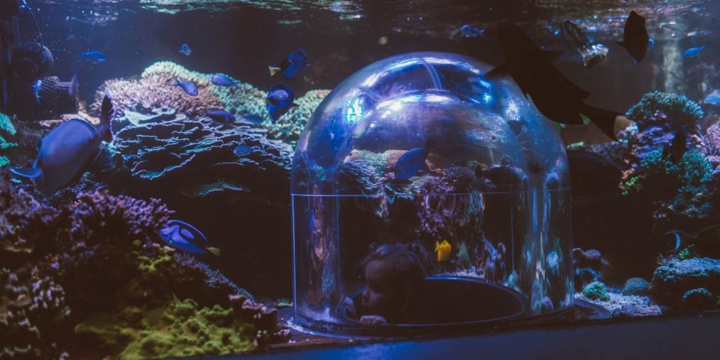 Aquarium