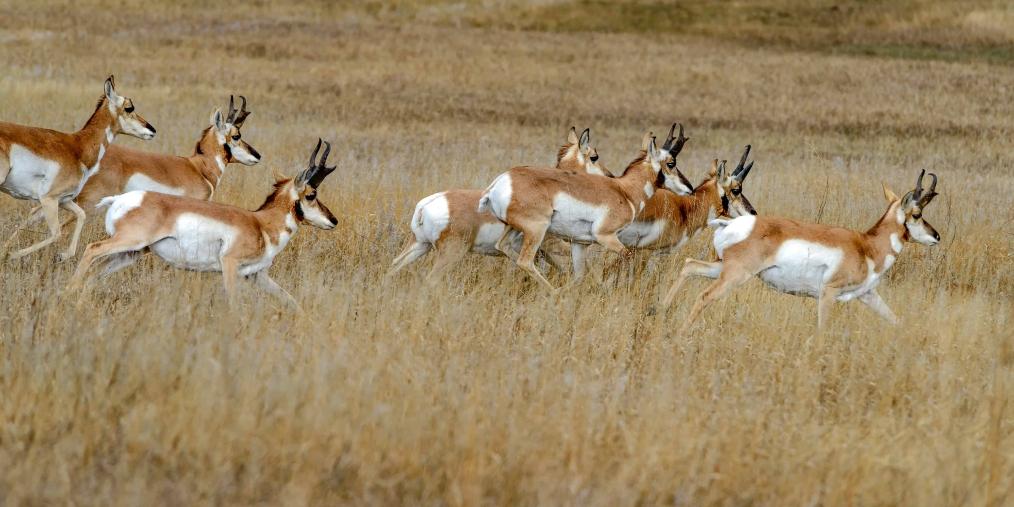 Antelope
