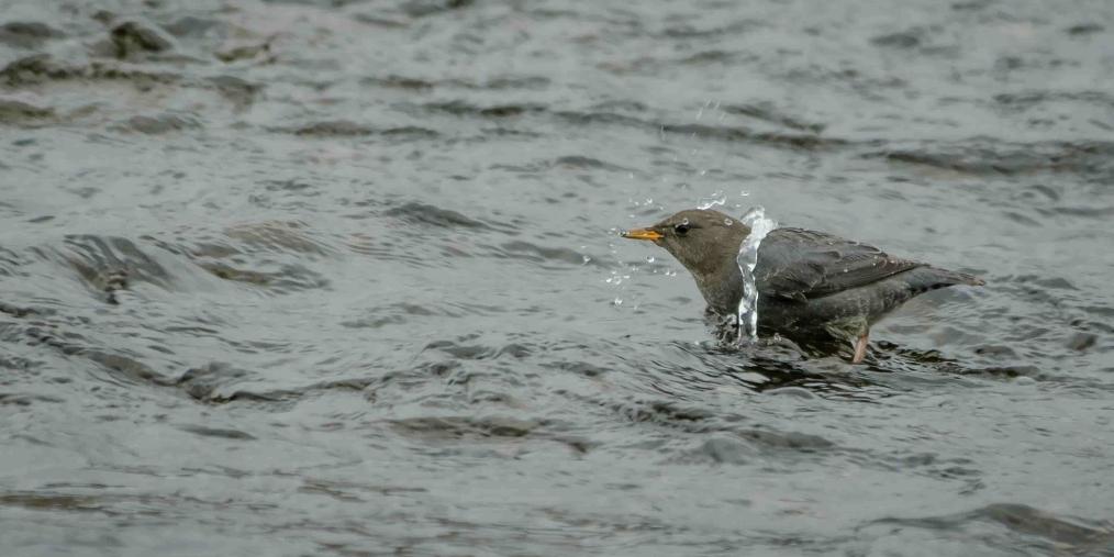 Dipper bird