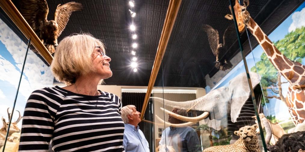 Woman looking at stuffed giraffe in Dacotah Prairie Museum