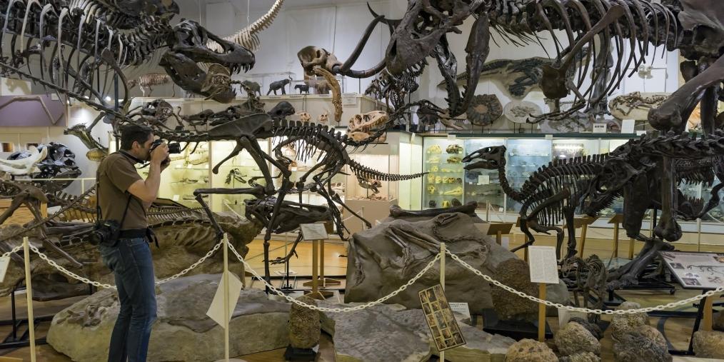 A man in a beige t-shirt and jeans photographs the dinosaur skeletons at the Museum at Black Hills Institute.