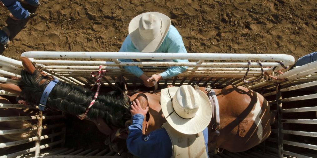 A horse being prepped at the Rodeo.