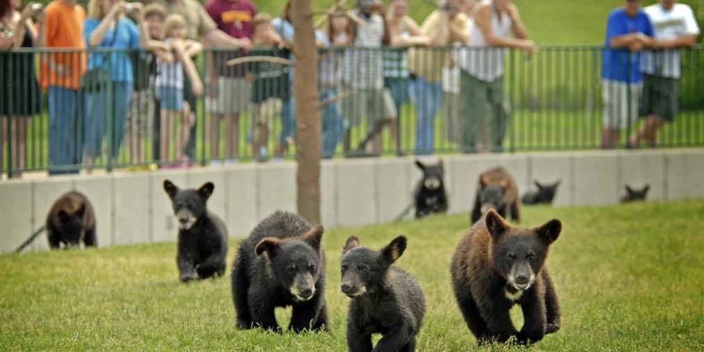 Bear Country USA