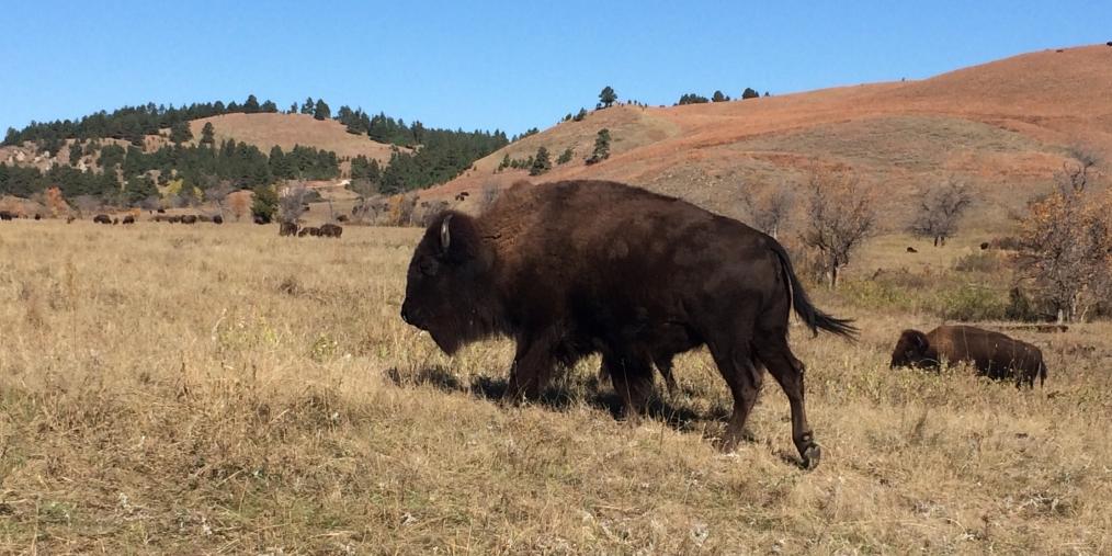 Bison in Custer State Park