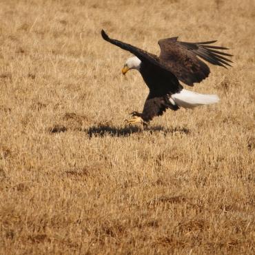 Eagle Swoop