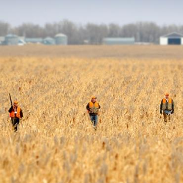 Corn Field Hunting