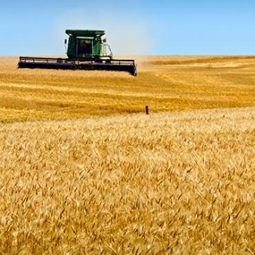 Wheat Harvest